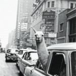 lallamamellama
