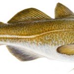 bacalaodelnorte